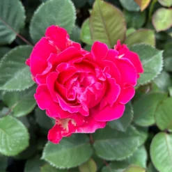 Duftende Edelrose 'Kölle's Rosensymphonie'®, Kräftig Pink, Topf 6 Liter -Elho || LECHUZA Verkäufe 0460100701 Rosensymphonie Edelrose pink 4 126452