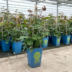 Duftende Edelrose 'Kölle's Rosensymphonie'®, Kräftig Pink, Topf 6 Liter -Elho || LECHUZA Verkäufe 0460100701 edelrose koelles rosensymphonie premium 1 124028