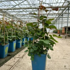 Duftende Edelrose 'Kölle's Rosensymphonie'®, Kräftig Pink, Topf 6 Liter -Elho || LECHUZA Verkäufe 0460100701 edelrose koelles rosensymphonie premium 2 124027