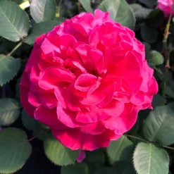 Duftende Edelrose 'Kölle's Rosensymphonie'®, Kräftig Pink, Topf 6 Liter -Elho || LECHUZA Verkäufe 0460100701 KB Koelles Rosensymphonie Edelrose Cont 6l 02 51150