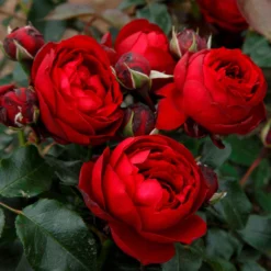 Stammrose 'Till Eulenspiegel®', Beetrose, Rot, Stammhöhe 60cm Im 7,5 Liter Topf -Elho || LECHUZA Verkäufe 0460200857 KB Till Eulenspiegel Beetrose Co6lt rot1 75086