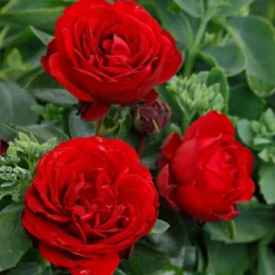 Stammrose 'Till Eulenspiegel®', Beetrose, Rot, Stammhöhe 60cm Im 7,5 Liter Topf -Elho || LECHUZA Verkäufe 0460200857 KB Till Eulenspiegel Beetrose Co6lt rot 75087