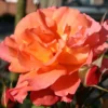 Duftende Strauchrose 'Westerland®', Leuchtend Kupferorange, Topf 6 Liter
