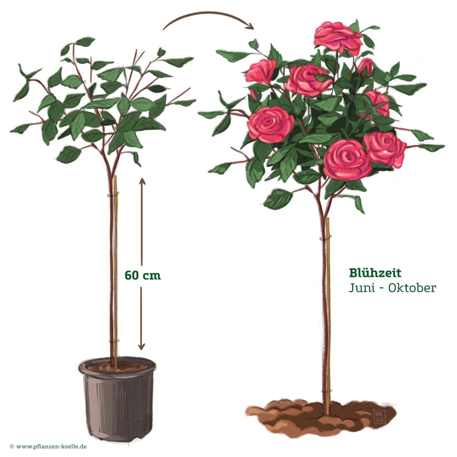 Stammrose 'Laudatio'®, Edelrose, Stammhöhe 60cm Im 7,5 Liter Topf 2 Stammrose 'Laudatio'®, Edelrose, Stammhöhe 60cm Im 7,5 Liter Topf – Bild 2