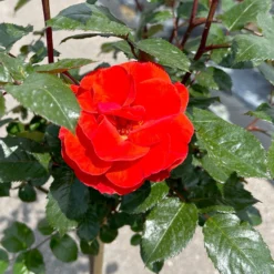 Stammrose 'Westpoint'®, Beetrose, Stammhöhe 60cm Im 7,5 Liter Topf -Elho || LECHUZA Verkäufe 0460800666 Westpoint Halbstamm blutorange 2 126515