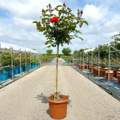 Stammrose 'Westpoint'®, Beetrose, Stammhöhe 60cm Im 7,5 Liter Topf