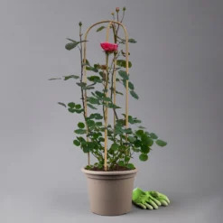 Duftende Edelrose "Käthchen Von Heilbronn"®, Doppelbogen, Topf 7,5 Liter -Elho || LECHUZA Verkäufe 0460851079 rose kaetchen von heilbronn premium doppelbogen 3 t 125109