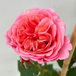 Duftende Edelrose "Käthchen Von Heilbronn"®, Doppelbogen, Topf 7,5 Liter -Elho || LECHUZA Verkäufe 0460851079 rose kaetchen von heilbronn premium doppelbogen 4 124621