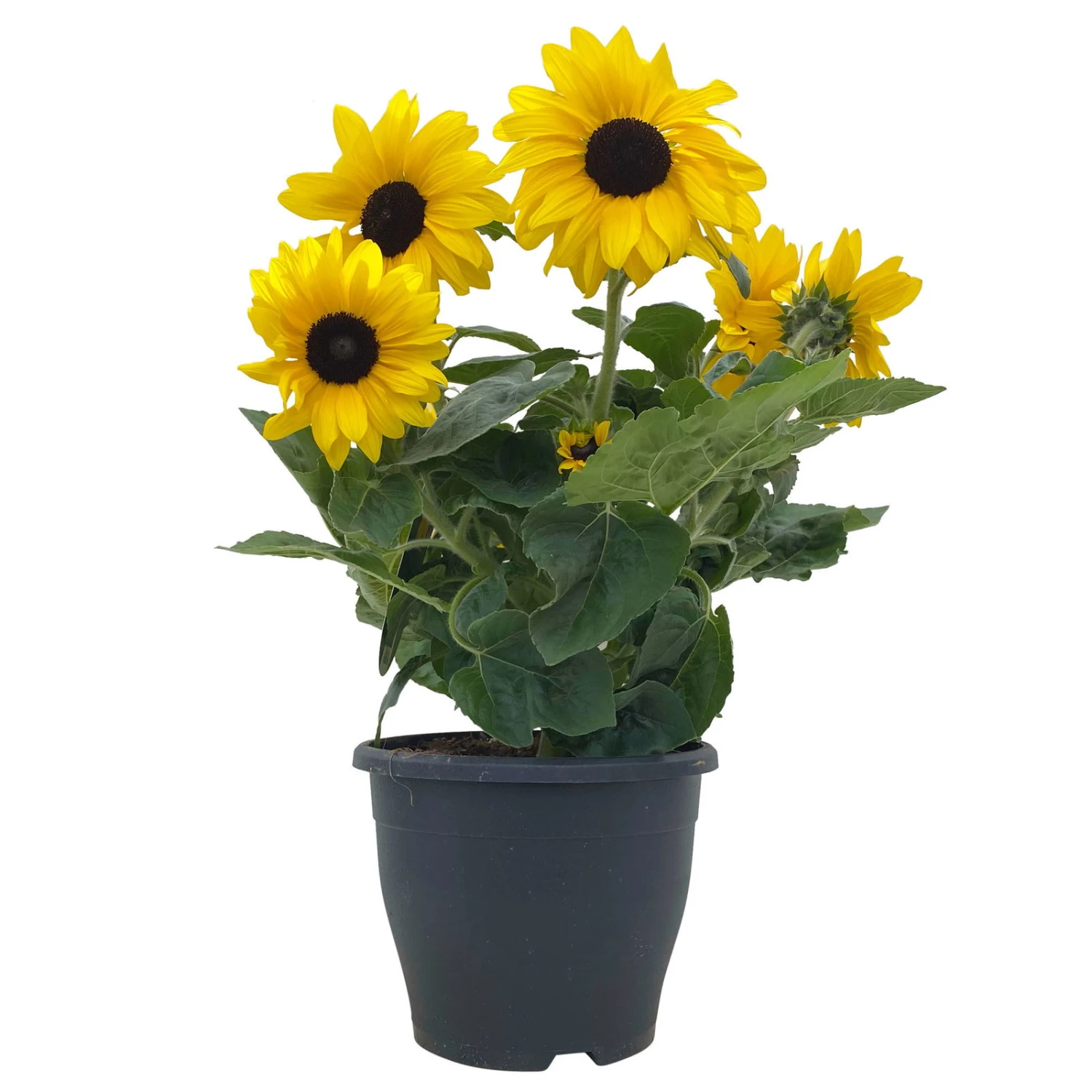 Sonnenblume 'Sunfinity'® Gelb, Topf-Ø 23 Cm 1 Sonnenblume 'Sunfinity'® Gelb, Topf-Ø 23 Cm