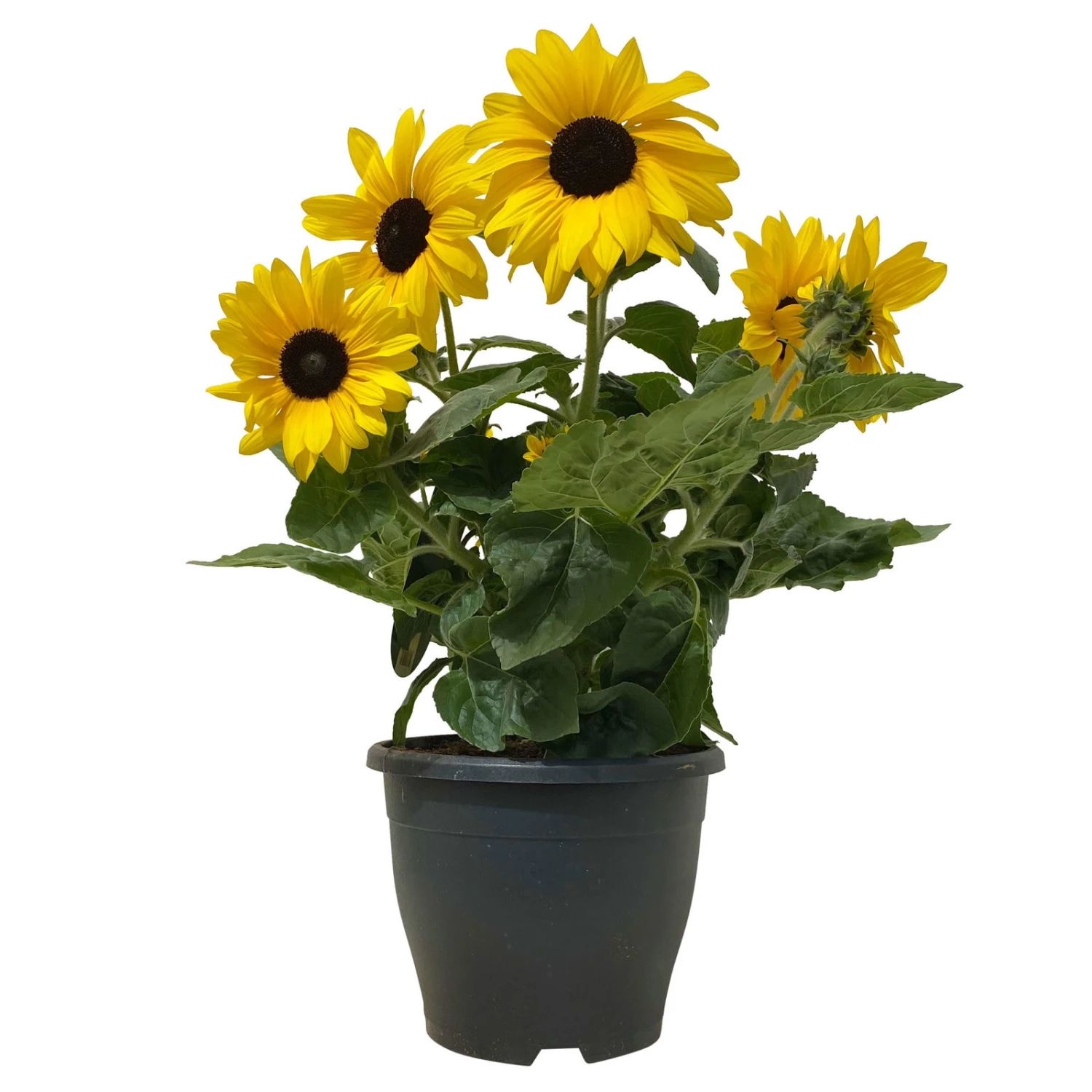 Sonnenblume 'Sunfinity'® Gelb, Topf-Ø 23 Cm 2 Sonnenblume 'Sunfinity'® Gelb, Topf-Ø 23 Cm – Bild 2