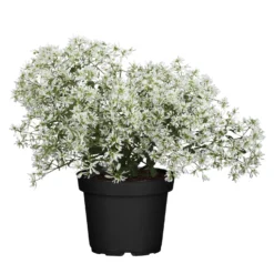 Silberregen Und Zauberschnee™ Silbrig& Weiß, Topf-Ø 12 Cm, 6er-Set -Elho || LECHUZA Verkäufe 0610103455 Euphorbia T12 gefuellt Diamond Snow Set 3Stueck1 74336