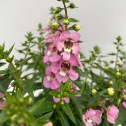 Angelonia Rosa, Topf-Ø 12 Cm, 6er-Set -Elho || LECHUZA Verkäufe 0610103602 Angelonia T12 rosa 6er Set WS 3 95673