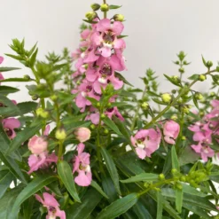 Angelonia Rosa, Topf-Ø 12 Cm, 6er-Set -Elho || LECHUZA Verkäufe 0610103602 Angelonia T12 rosa 6er Set WS 4 95674