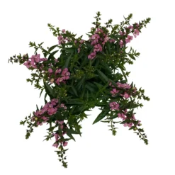 Angelonia Rosa, Topf-Ø 12 Cm, 6er-Set -Elho || LECHUZA Verkäufe 0610103602 Angelonia T12 rosa 6er Set WS 5 95832