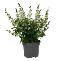 Angelonia Weiß, Topf-Ø 12 Cm, 6er-Set