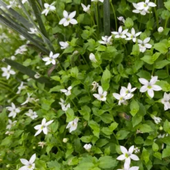 Craspedia & Isotoma Gelb & Weiß, Topf-Ø 23 Cm -Elho || LECHUZA Verkäufe 0610103605 Craspedia mit Isotoma 1 114850