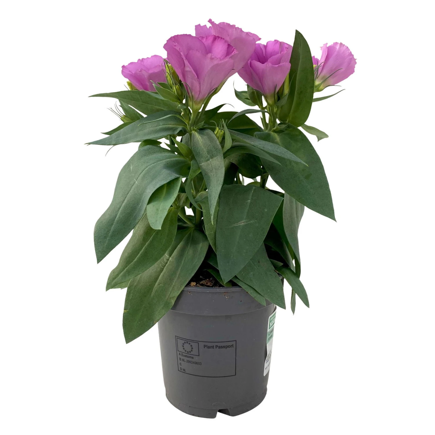 Lisianthus Rosa, Topf-Ø 10,5 Cm, 8er-Set 1 Lisianthus Rosa, Topf-Ø 10,5 Cm, 8er-Set