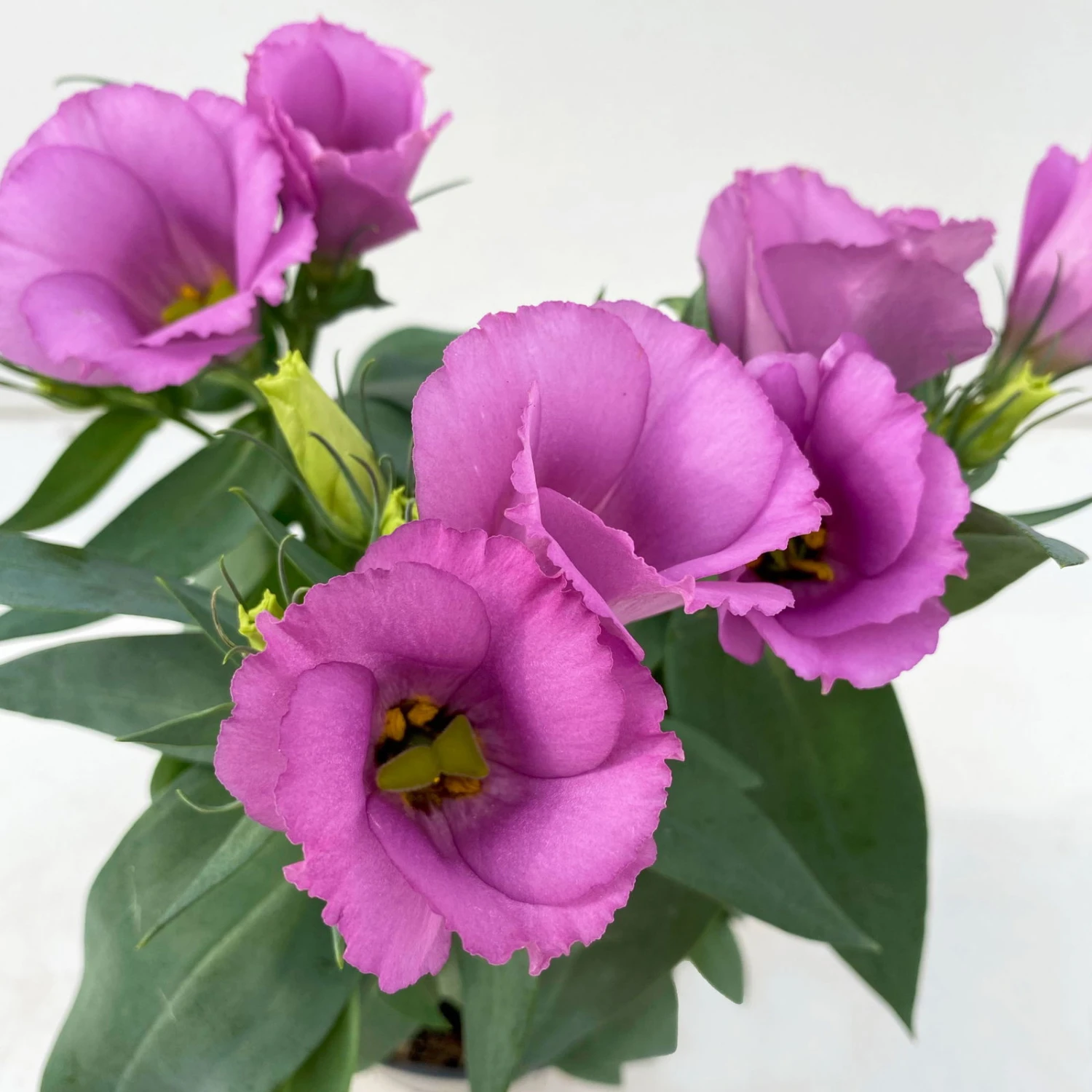 Lisianthus Rosa, Topf-Ø 10,5 Cm, 8er-Set 4 Lisianthus Rosa, Topf-Ø 10,5 Cm, 8er-Set – Bild 4