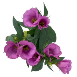 Lisianthus Rosa, Topf-Ø 10,5 Cm, 8er-Set 13 Lisianthus Rosa, Topf-Ø 10,5 Cm, 8er-Set -Elho || LECHUZA Verkäufe 0610103641 0610103643 Lisianthus rosa 6er Set 4 111939