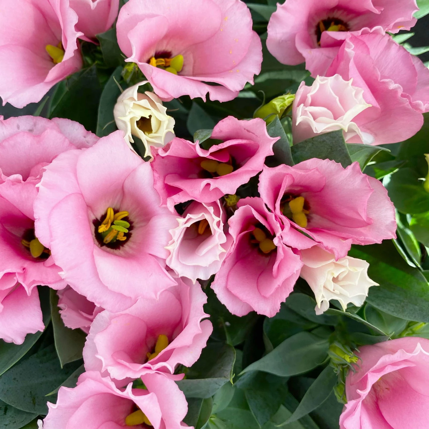 Lisianthus Rosa, Topf-Ø 10,5 Cm, 8er-Set 8 Lisianthus Rosa, Topf-Ø 10,5 Cm, 8er-Set – Bild 8