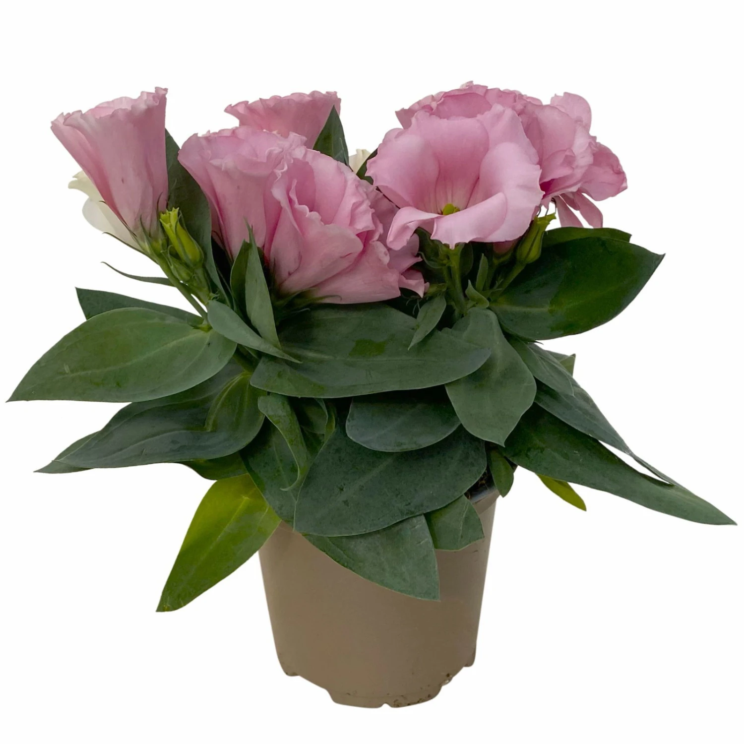 Lisianthus Rosa, Topf-Ø 10,5 Cm, 8er-Set 6 Lisianthus Rosa, Topf-Ø 10,5 Cm, 8er-Set – Bild 6