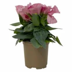 Lisianthus Rosa, Topf-Ø 10,5 Cm, 8er-Set 15 Lisianthus Rosa, Topf-Ø 10,5 Cm, 8er-Set -Elho || LECHUZA Verkäufe 0610103643 Lisianthus rosa 8er Set 3 114075