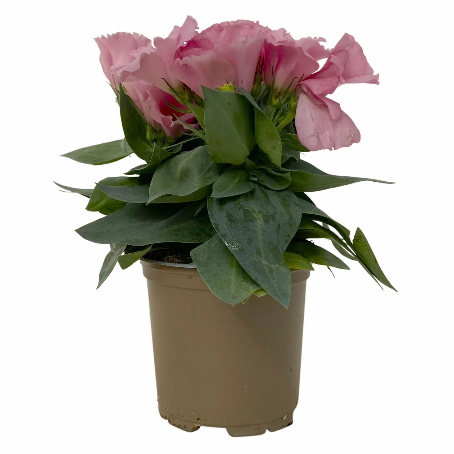 Lisianthus Rosa, Topf-Ø 10,5 Cm, 8er-Set 5 Lisianthus Rosa, Topf-Ø 10,5 Cm, 8er-Set – Bild 5