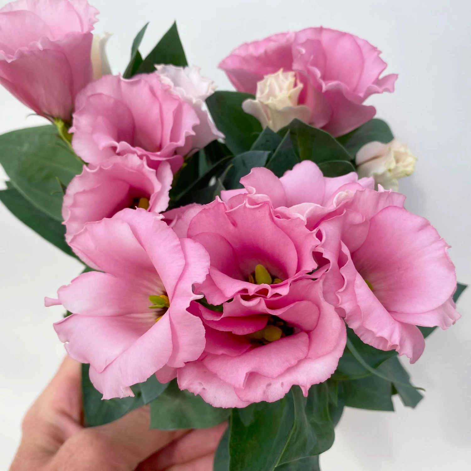 Lisianthus Rosa, Topf-Ø 10,5 Cm, 8er-Set 9 Lisianthus Rosa, Topf-Ø 10,5 Cm, 8er-Set – Bild 9