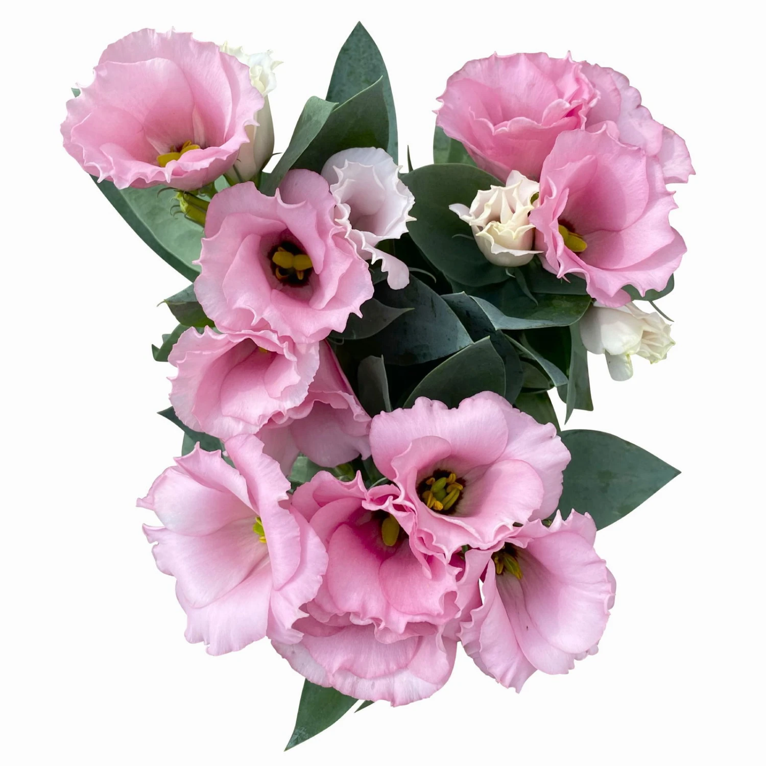 Lisianthus Rosa, Topf-Ø 10,5 Cm, 8er-Set 7 Lisianthus Rosa, Topf-Ø 10,5 Cm, 8er-Set – Bild 7