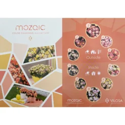 Kalanchoe 'Mozaic', Wechselfarbig, Topf-Ø 12 Cm, Höhe Ca. 22 Cm, 6er-Set 13 Kalanchoe 'Mozaic', Wechselfarbig, Topf-Ø 12 Cm, Höhe Ca. 22 Cm, 6er-Set -Elho || LECHUZA Verkäufe 0610103650 Outdoor Kalanchoe Mozaic wechselfarbig 6er Set 12 113797