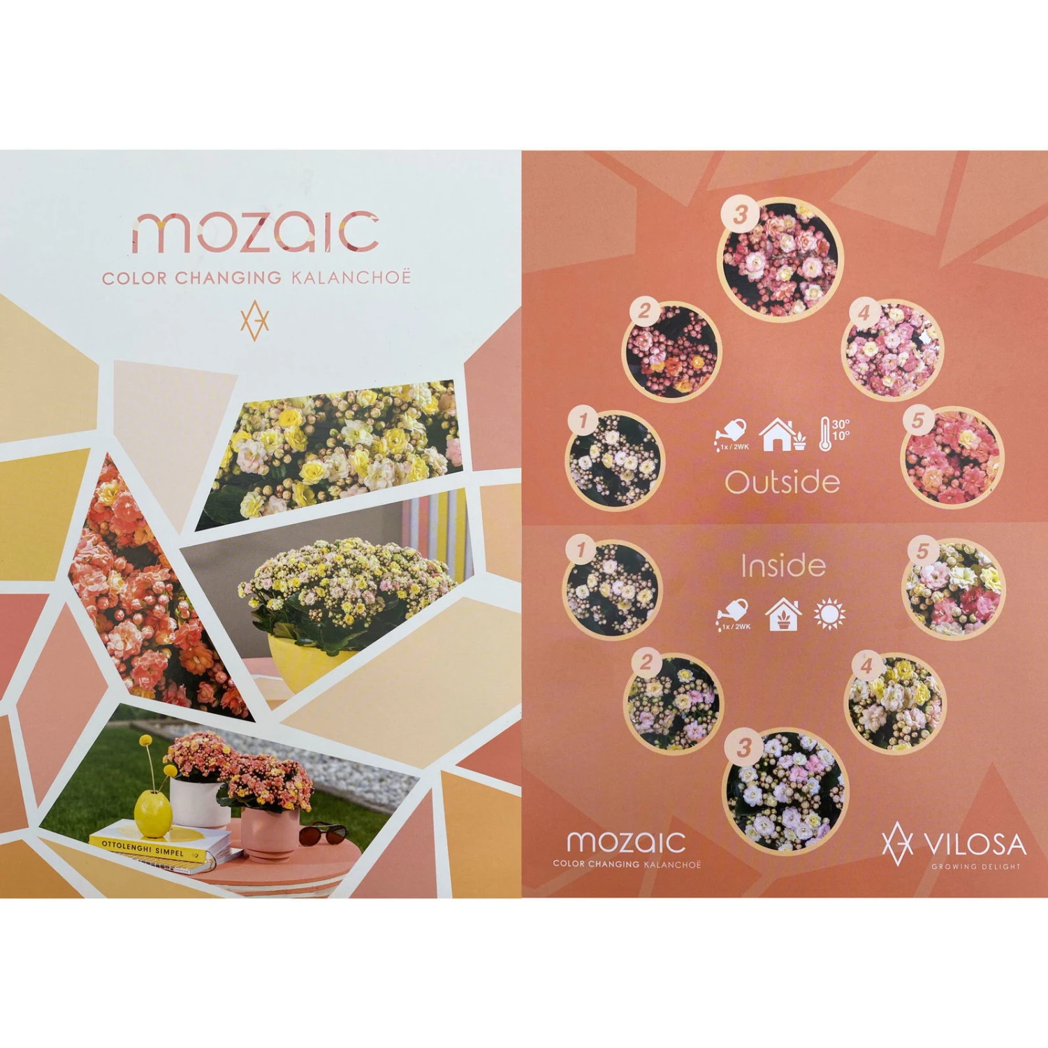 Kalanchoe 'Mozaic', Wechselfarbig, Topf-Ø 12 Cm, Höhe Ca. 22 Cm, 6er-Set 6 Kalanchoe 'Mozaic', Wechselfarbig, Topf-Ø 12 Cm, Höhe Ca. 22 Cm, 6er-Set – Bild 6