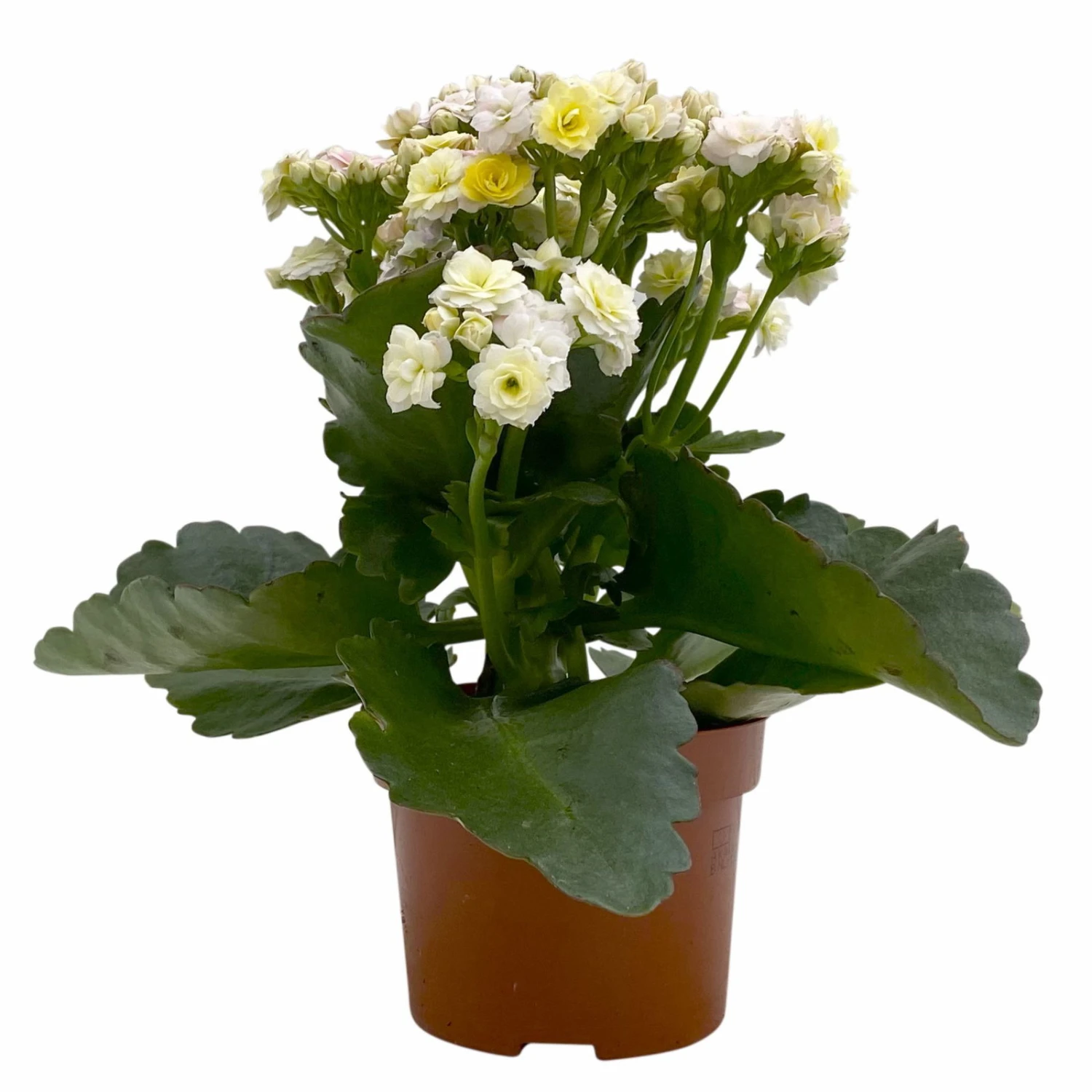 Kalanchoe 'Mozaic', Wechselfarbig, Topf-Ø 12 Cm, Höhe Ca. 22 Cm, 6er-Set 3 Kalanchoe 'Mozaic', Wechselfarbig, Topf-Ø 12 Cm, Höhe Ca. 22 Cm, 6er-Set – Bild 3
