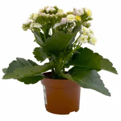 Kalanchoe 'Mozaic', Wechselfarbig, Topf-Ø 12 Cm, Höhe Ca. 22 Cm, 6er-Set 11 Kalanchoe 'Mozaic', Wechselfarbig, Topf-Ø 12 Cm, Höhe Ca. 22 Cm, 6er-Set -Elho || LECHUZA Verkäufe 0610103650 Outdoor Kalanchoe Mozaic wechselfarbig 6er Set 3 113822