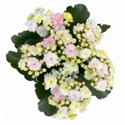 Kalanchoe 'Mozaic', Wechselfarbig, Topf-Ø 12 Cm, Höhe Ca. 22 Cm, 6er-Set 12 Kalanchoe 'Mozaic', Wechselfarbig, Topf-Ø 12 Cm, Höhe Ca. 22 Cm, 6er-Set -Elho || LECHUZA Verkäufe 0610103650 Outdoor Kalanchoe Mozaic wechselfarbig 6er Set 8 113824