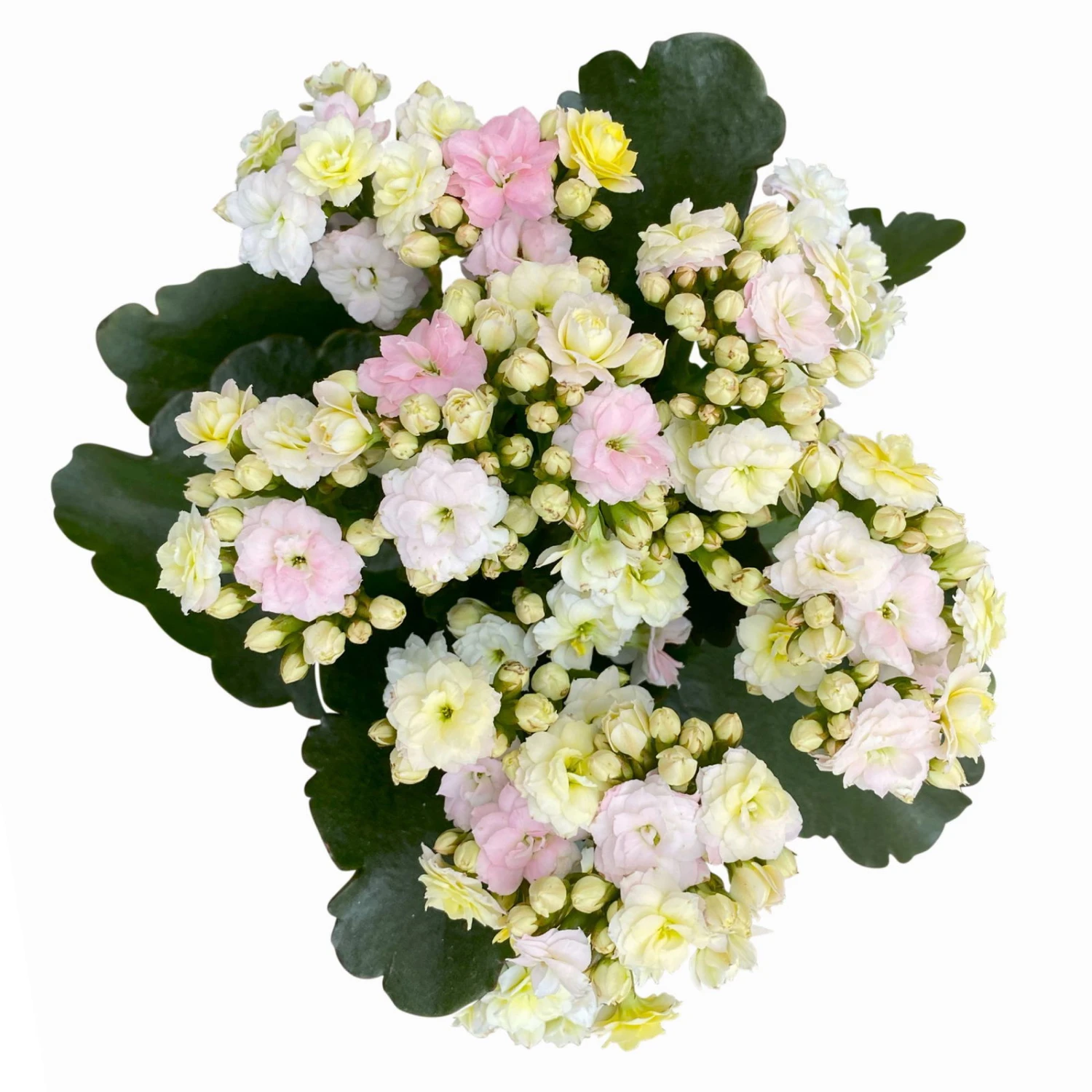 Kalanchoe 'Mozaic', Wechselfarbig, Topf-Ø 12 Cm, Höhe Ca. 22 Cm, 6er-Set 5 Kalanchoe 'Mozaic', Wechselfarbig, Topf-Ø 12 Cm, Höhe Ca. 22 Cm, 6er-Set – Bild 5