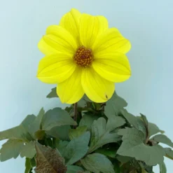 Dahlie 'Happy Days® Yellow', 6er-Set, Gelb, Topf 12/13 Cm Ø -Elho || LECHUZA Verkäufe 0610140112 Dahlia bienenfreundlich Happy Days Yellow 6er Set 4.JPG