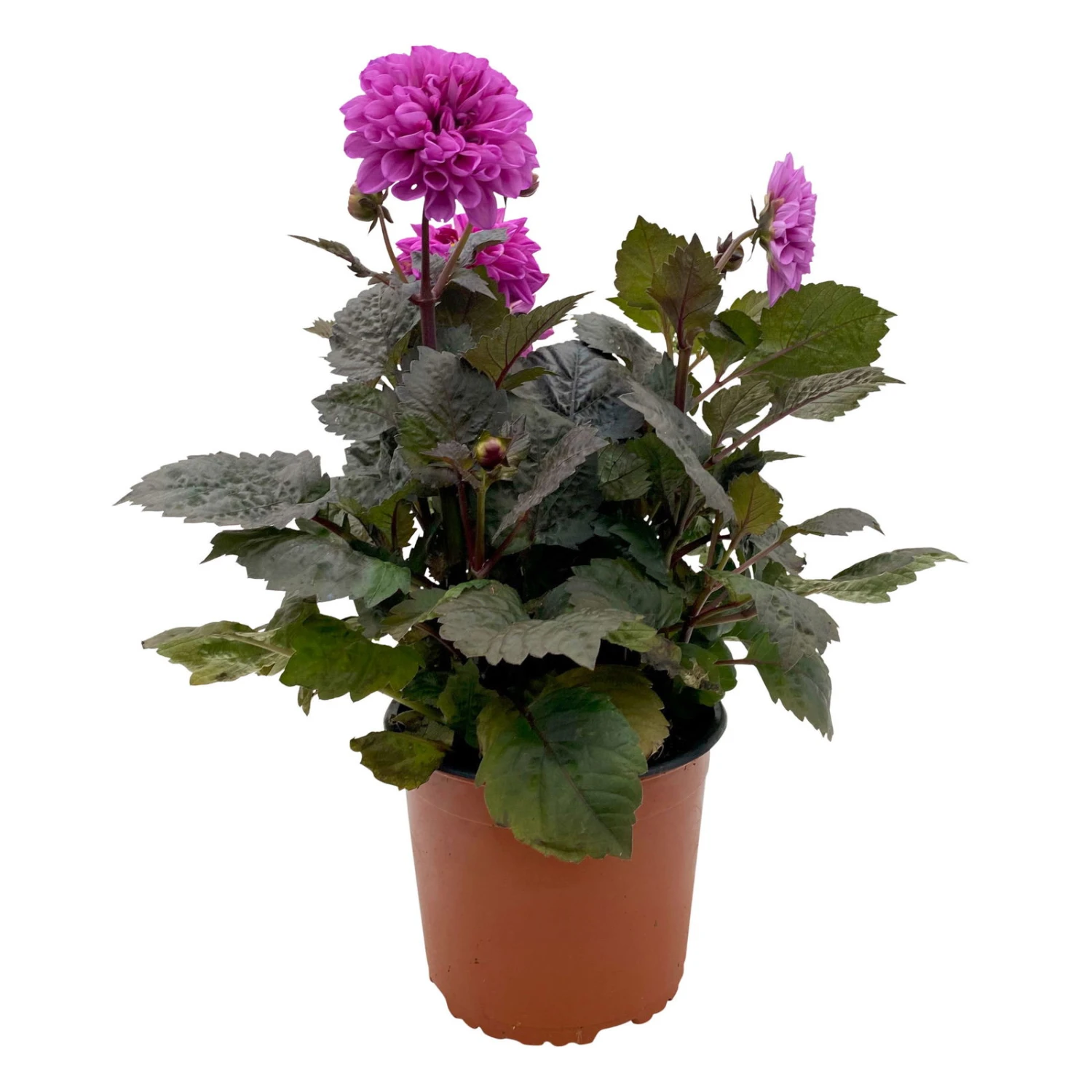 Dahlie 'Hypnotica' Farben Zufällig, Dunkellaubig, Topf-Ø 19 Cm, 2er-Set 7 Dahlie 'Hypnotica' Farben Zufällig, Dunkellaubig, Topf-Ø 19 Cm, 2er-Set – Bild 7