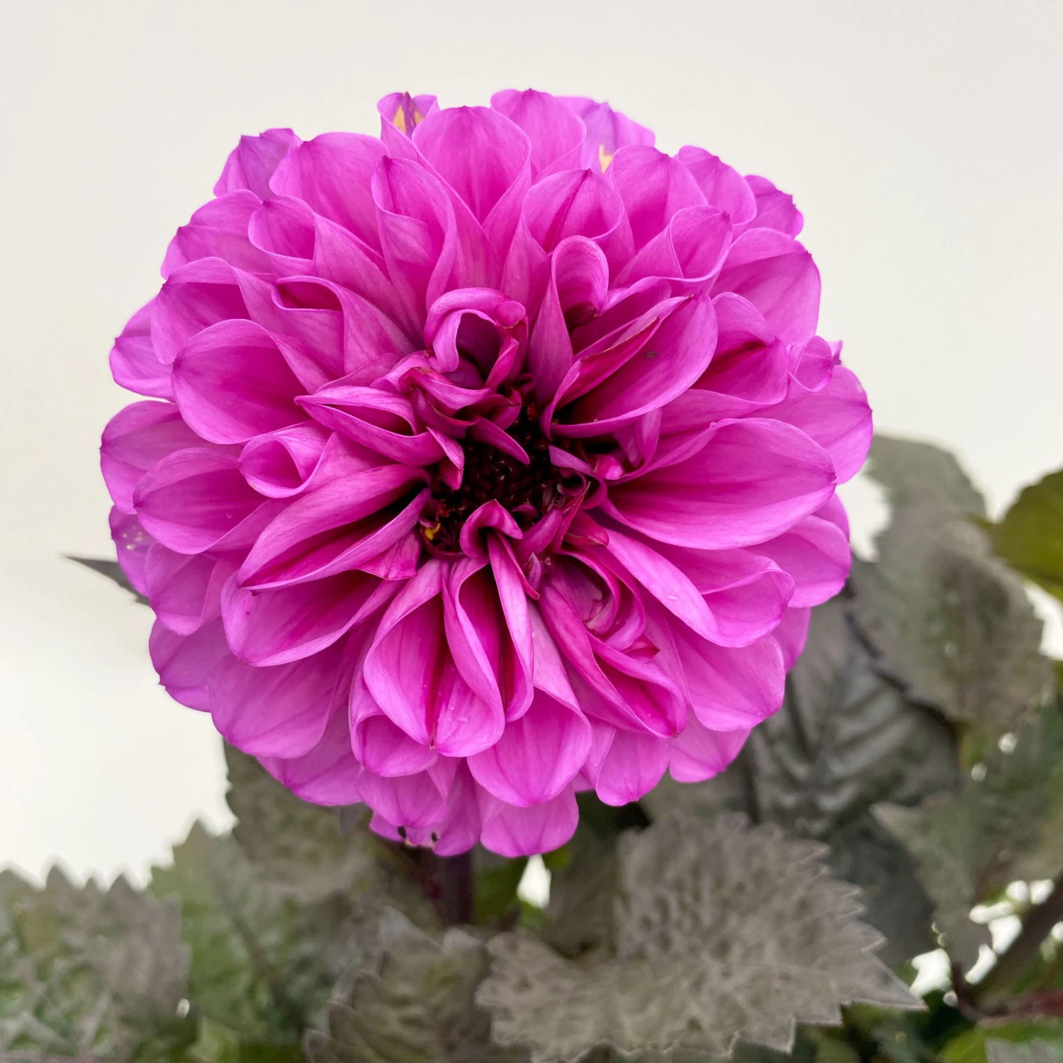 Dahlie 'Hypnotica' Farben Zufällig, Dunkellaubig, Topf-Ø 19 Cm, 2er-Set 9 Dahlie 'Hypnotica' Farben Zufällig, Dunkellaubig, Topf-Ø 19 Cm, 2er-Set – Bild 9