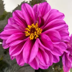 Dahlie 'Hypnotica' Farben Zufällig, Dunkellaubig, Topf-Ø 19 Cm, 2er-Set 22 Dahlie 'Hypnotica' Farben Zufällig, Dunkellaubig, Topf-Ø 19 Cm, 2er-Set -Elho || LECHUZA Verkäufe 0610140125 Dahlia Hybriden Hypnotica in Farben dunkellaubig 2er Set 12 110166