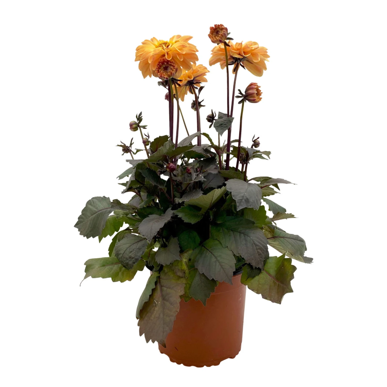 Dahlie 'Hypnotica' Farben Zufällig, Dunkellaubig, Topf-Ø 19 Cm, 2er-Set 3 Dahlie 'Hypnotica' Farben Zufällig, Dunkellaubig, Topf-Ø 19 Cm, 2er-Set – Bild 3