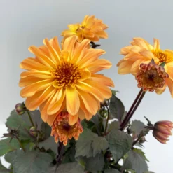 Dahlie 'Hypnotica' Farben Zufällig, Dunkellaubig, Topf-Ø 19 Cm, 2er-Set 16 Dahlie 'Hypnotica' Farben Zufällig, Dunkellaubig, Topf-Ø 19 Cm, 2er-Set -Elho || LECHUZA Verkäufe 0610140125 Dahlia Hybriden Hypnotica in Farben dunkellaubig 2er Set 3 110162