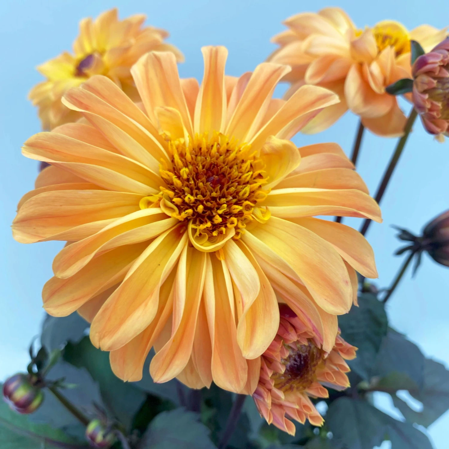 Dahlie 'Hypnotica' Farben Zufällig, Dunkellaubig, Topf-Ø 19 Cm, 2er-Set 5 Dahlie 'Hypnotica' Farben Zufällig, Dunkellaubig, Topf-Ø 19 Cm, 2er-Set – Bild 5