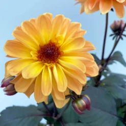 Dahlie 'Hypnotica' Farben Zufällig, Dunkellaubig, Topf-Ø 19 Cm, 2er-Set 18 Dahlie 'Hypnotica' Farben Zufällig, Dunkellaubig, Topf-Ø 19 Cm, 2er-Set -Elho || LECHUZA Verkäufe 0610140125 Dahlia Hybriden Hypnotica in Farben dunkellaubig 2er Set 6 110164