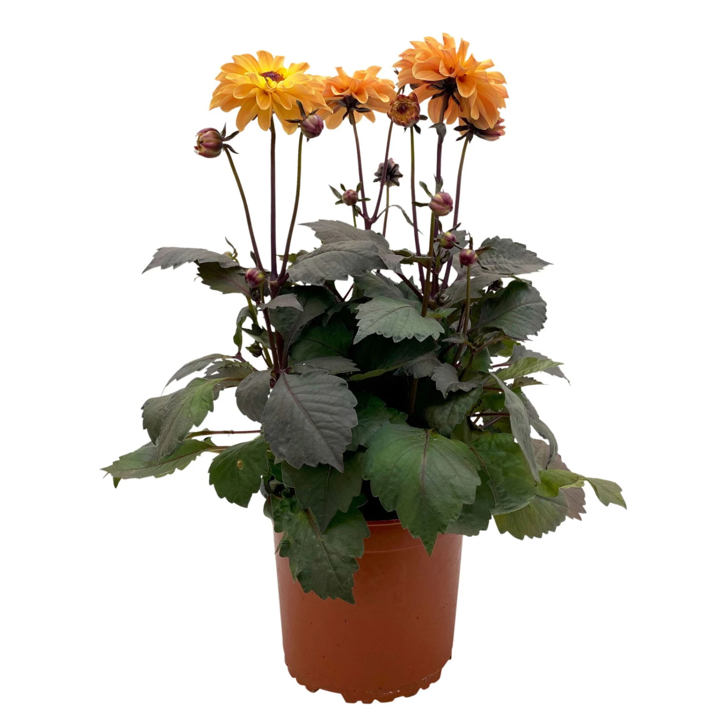 Dahlie 'Hypnotica' Farben Zufällig, Dunkellaubig, Topf-Ø 19 Cm, 2er-Set 2 Dahlie 'Hypnotica' Farben Zufällig, Dunkellaubig, Topf-Ø 19 Cm, 2er-Set – Bild 2