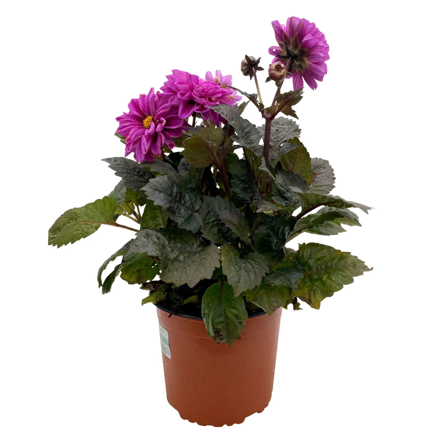 Dahlie 'Hypnotica' Farben Zufällig, Dunkellaubig, Topf-Ø 19 Cm, 2er-Set 8 Dahlie 'Hypnotica' Farben Zufällig, Dunkellaubig, Topf-Ø 19 Cm, 2er-Set – Bild 8