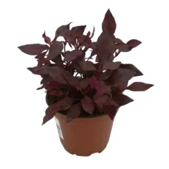 Papageienstrauch 'Choco Chili', 6er-Set, Dunkelviolett-purpurrot, Topf 12 Cm Ø -Elho || LECHUZA Verkäufe 0610180162 Alternanthera 2 88239