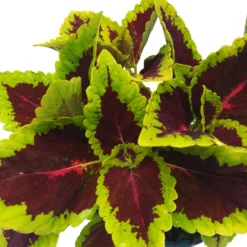 Buntnessel 'Alligator Alley', 6er-Set, Grün-pink-dunkelrot, Topf 12 Cm Ø -Elho || LECHUZA Verkäufe 0610180184 Solenostemon scut T12 Alligator Alley 6er Set 8 93125