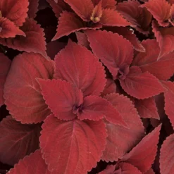 Pflanzenset 'Spätsommer-Gold' Gelb-orange, Topf-Ø 12 Cm, 4er-Set -Elho || LECHUZA Verkäufe 0610180185 Solenostemon scut T1213 Beale Street Set 3Stueck 74401