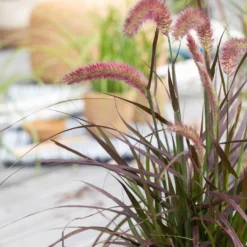 Lampenputzergras 'Sky Rocket' Mit Mühlenbeckia, Topf-Ø 23 Cm -Elho || LECHUZA Verkäufe 0610180240 Pennisetum advena Rubrum T19 2er Set 1 89727