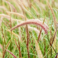 Lampenputzergras 'Sky Rocket' Mit Mühlenbeckia, Topf-Ø 23 Cm -Elho || LECHUZA Verkäufe 0610180243 Pennisetum advena Sky Rocket T19 2er Set 2 89734